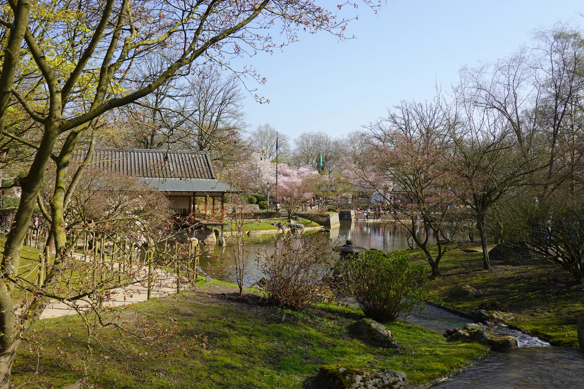 Hasselt-Cerisiers-26-27.JPG