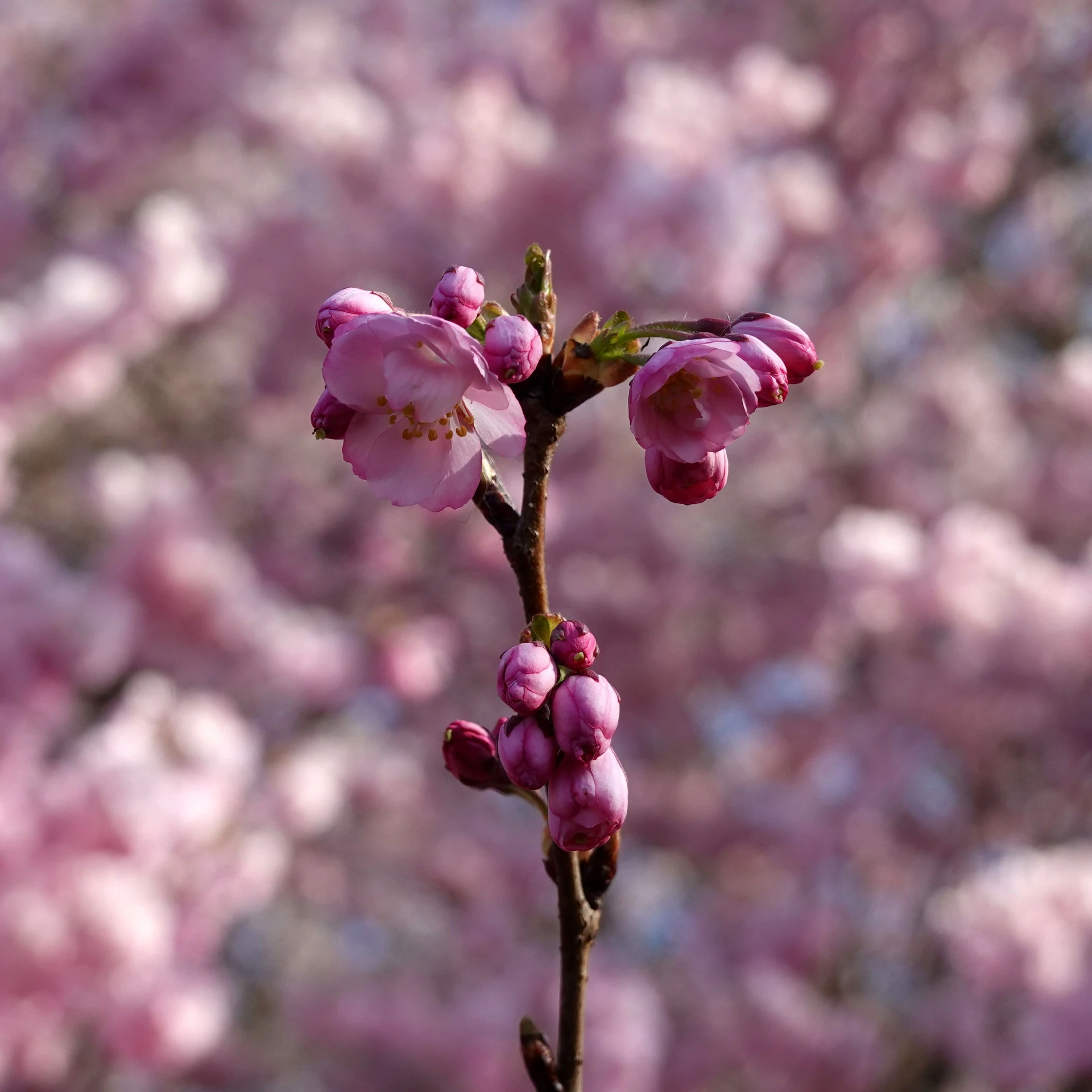 Hasselt-Cerisiers-26-20.JPG