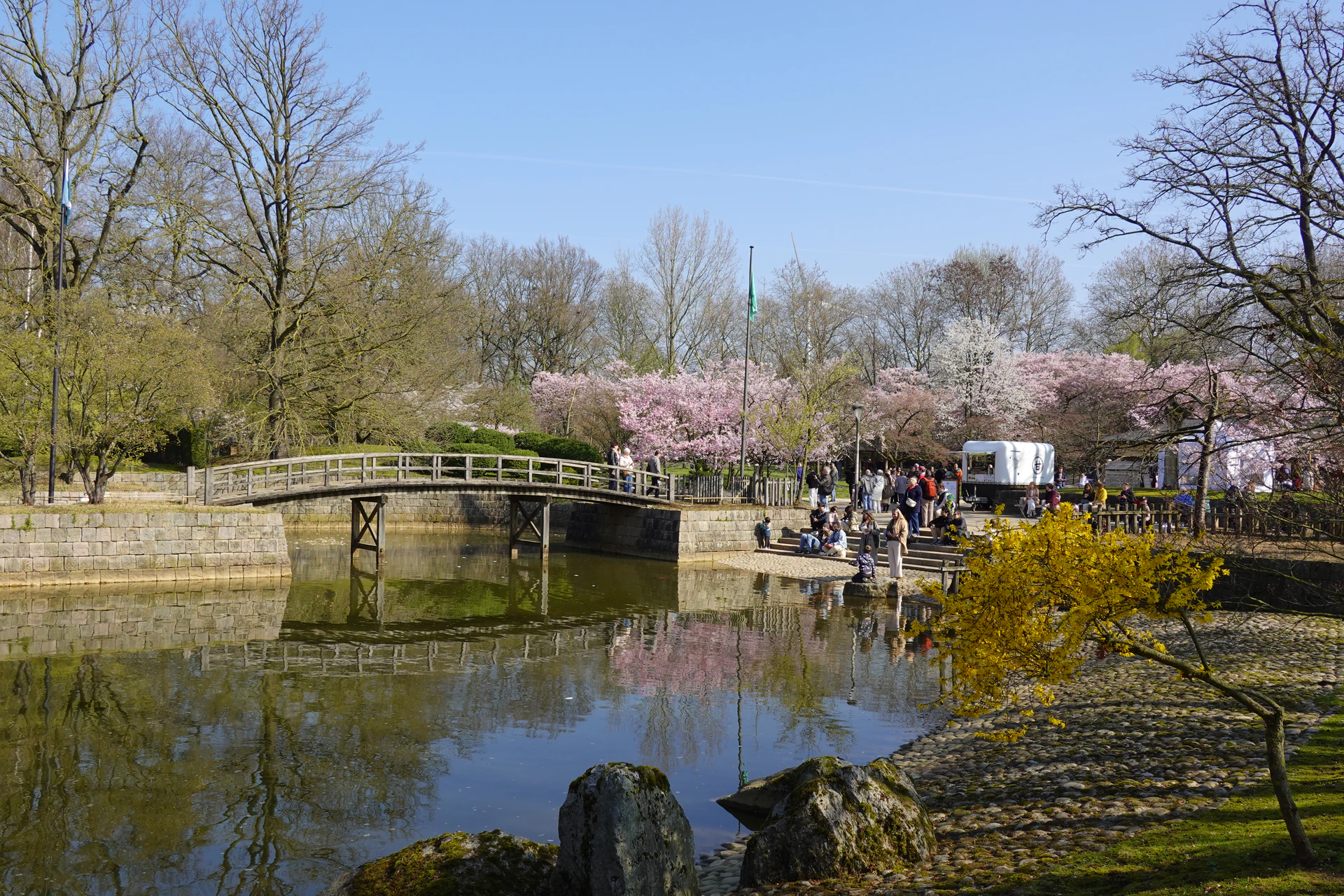 Hasselt-Cerisiers-26-07.JPG