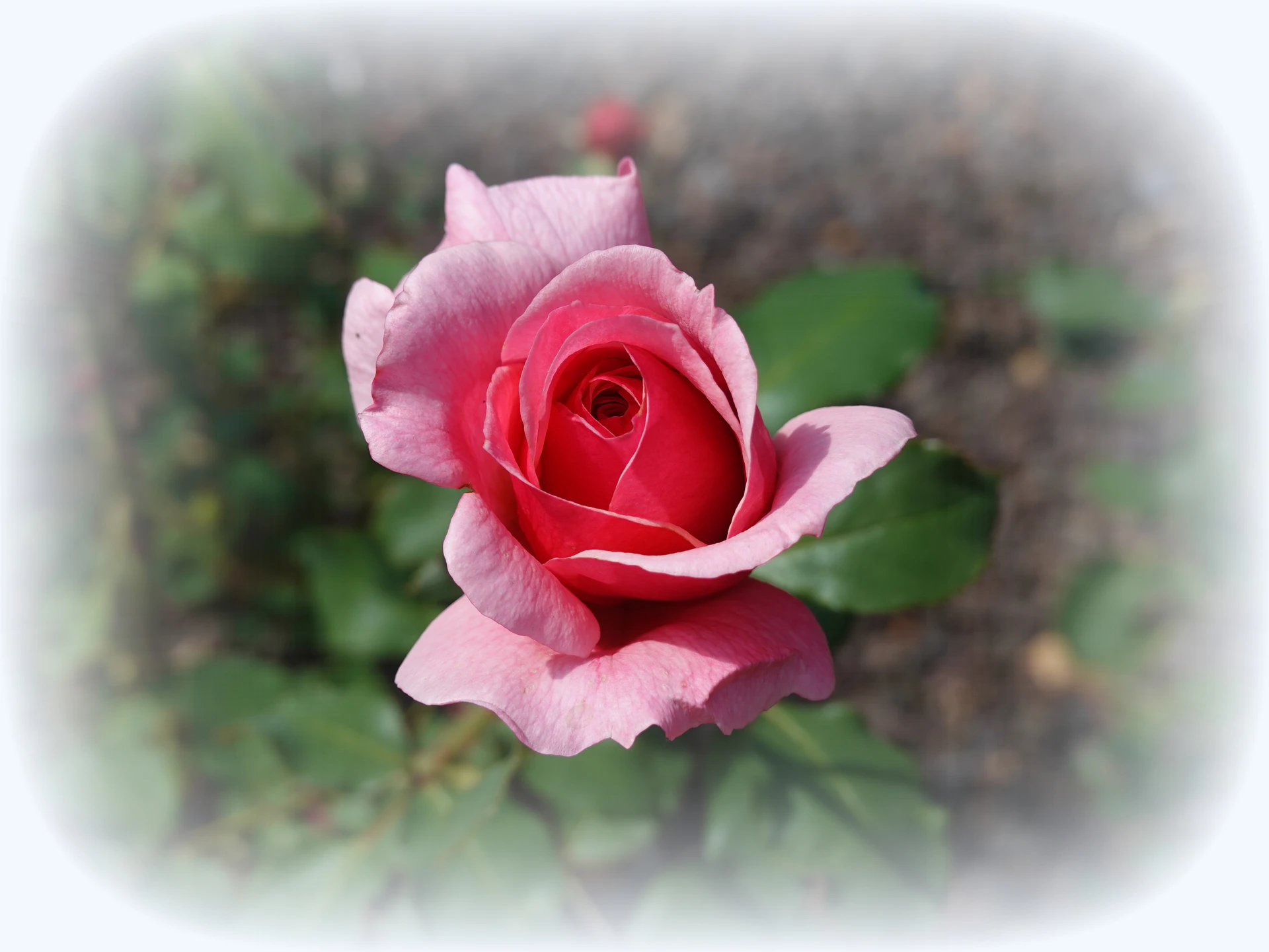 Roses-16.JPG
