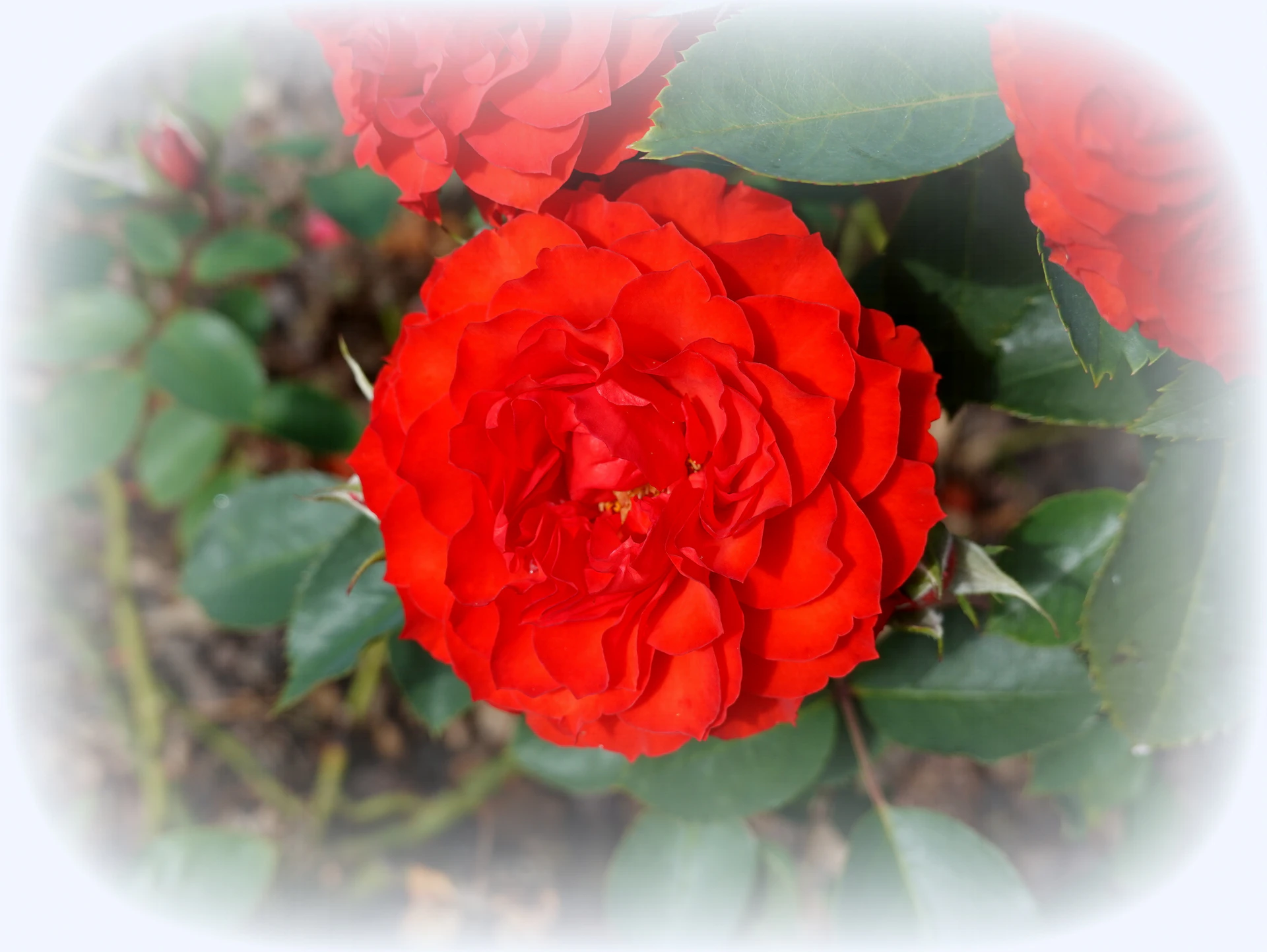 Roses-15.JPG