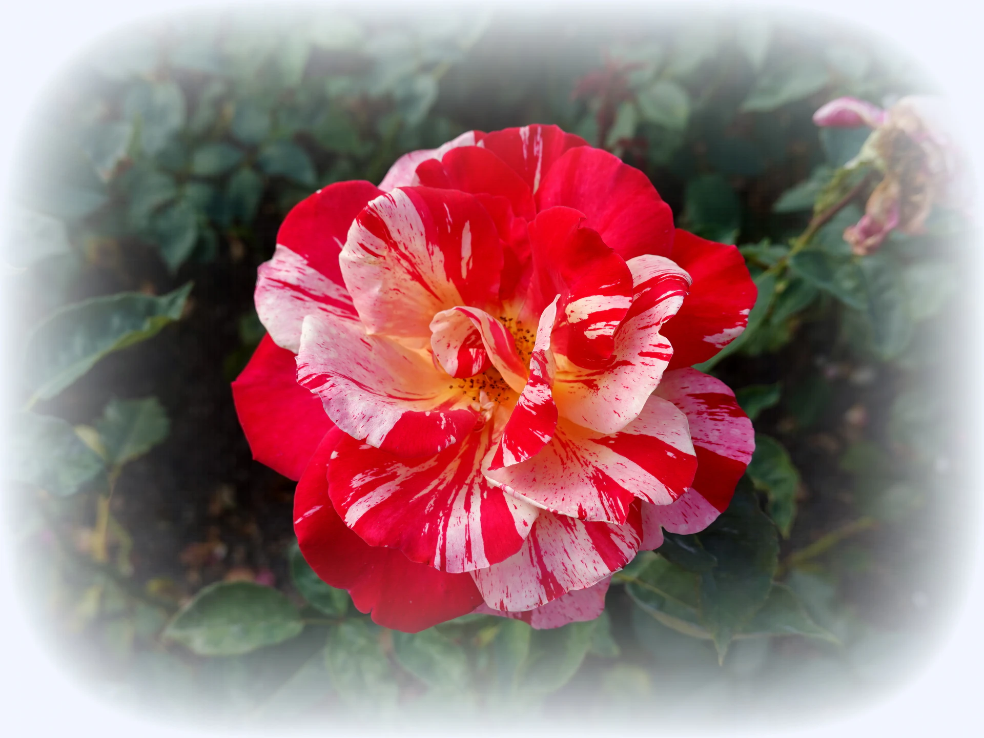 Roses-14.JPG