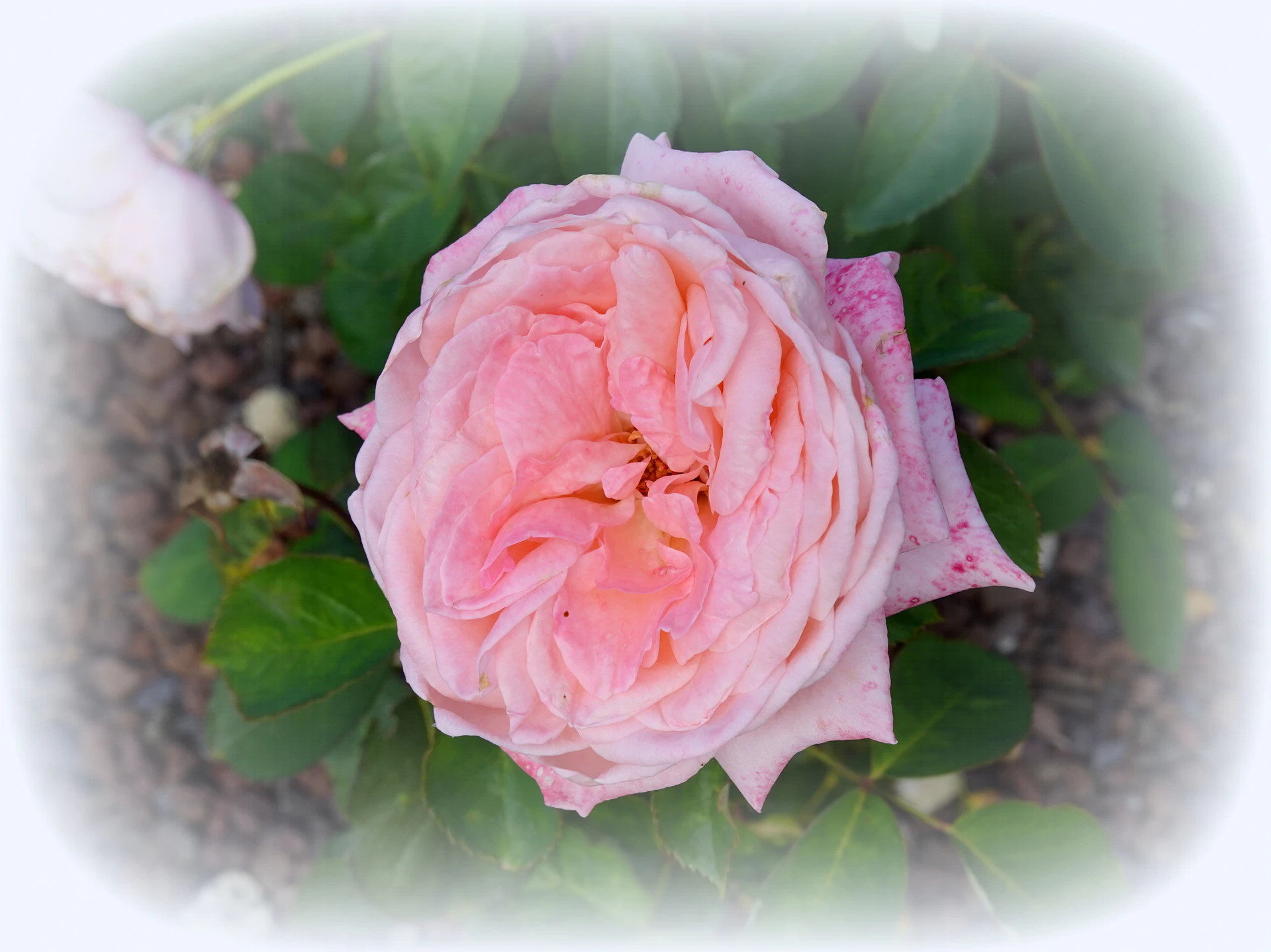 Roses-13.JPG