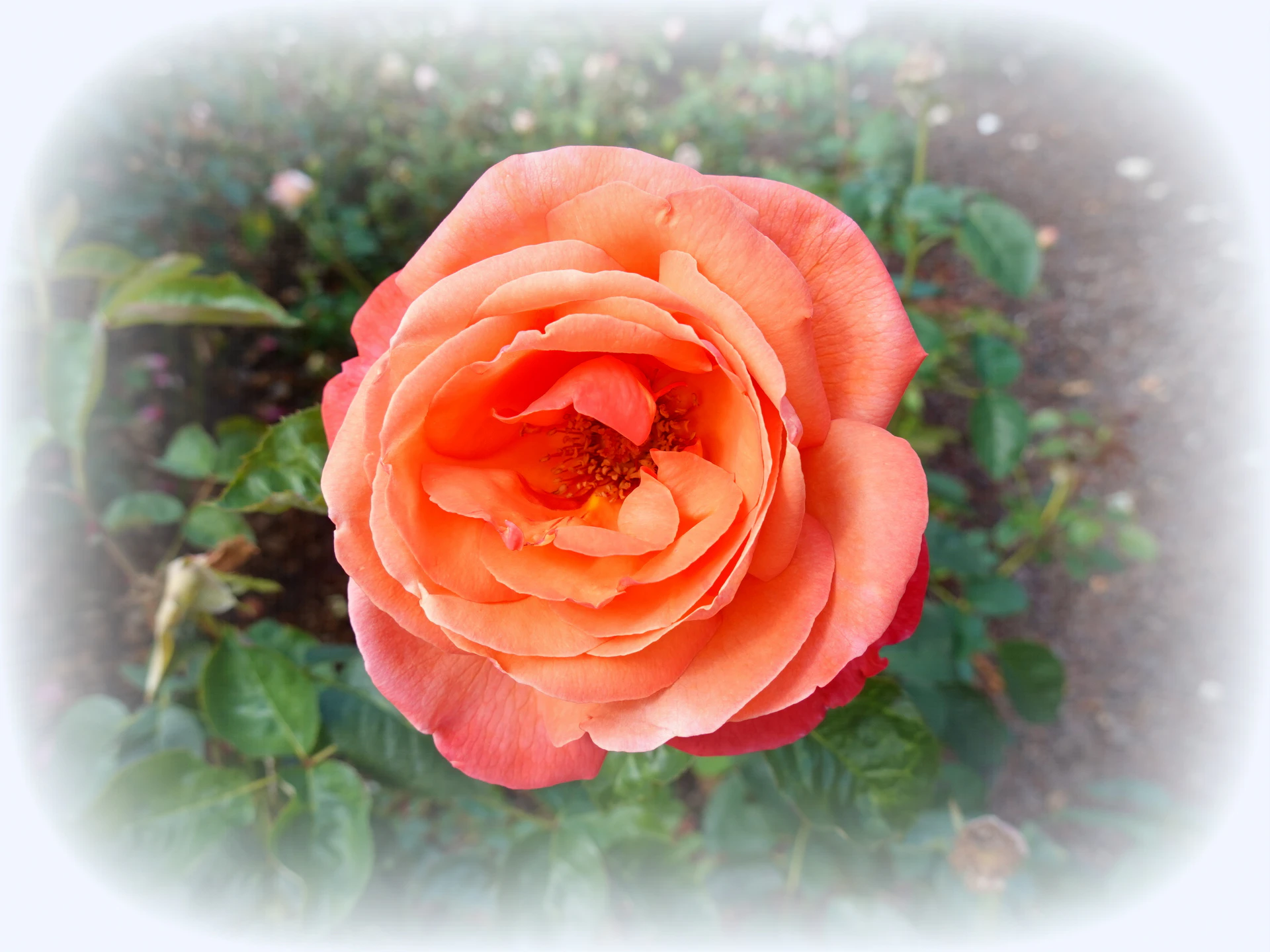 Roses-12.JPG