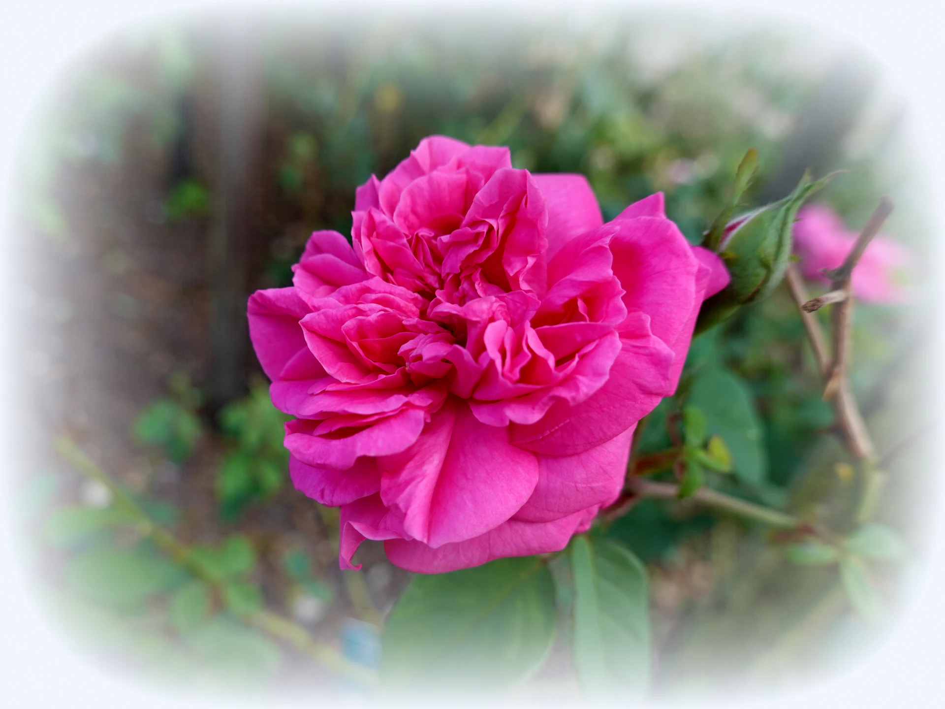 Roses-11.JPG