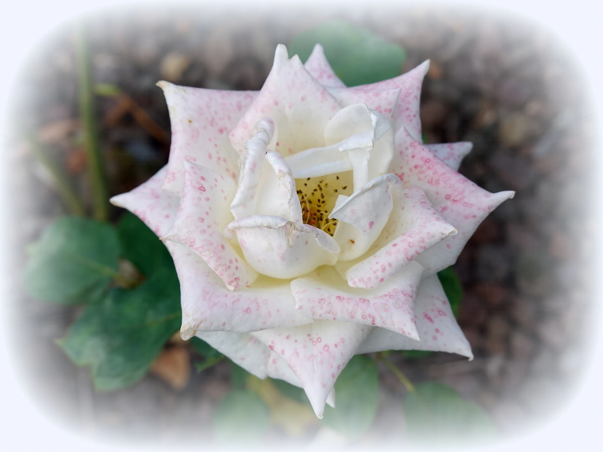Roses-10.JPG