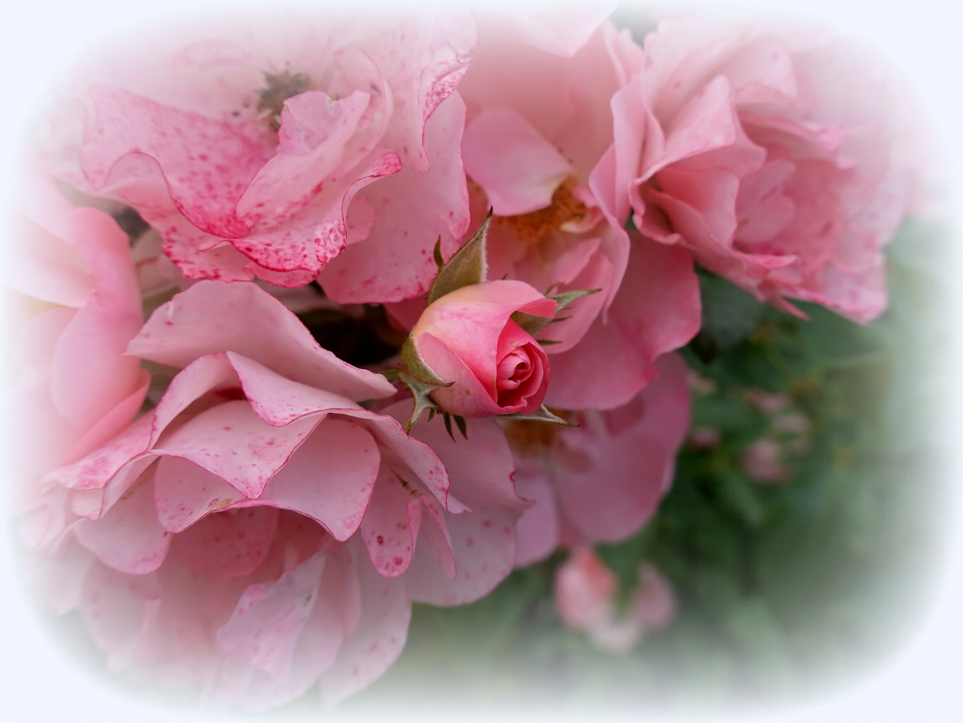 Roses-09.JPG