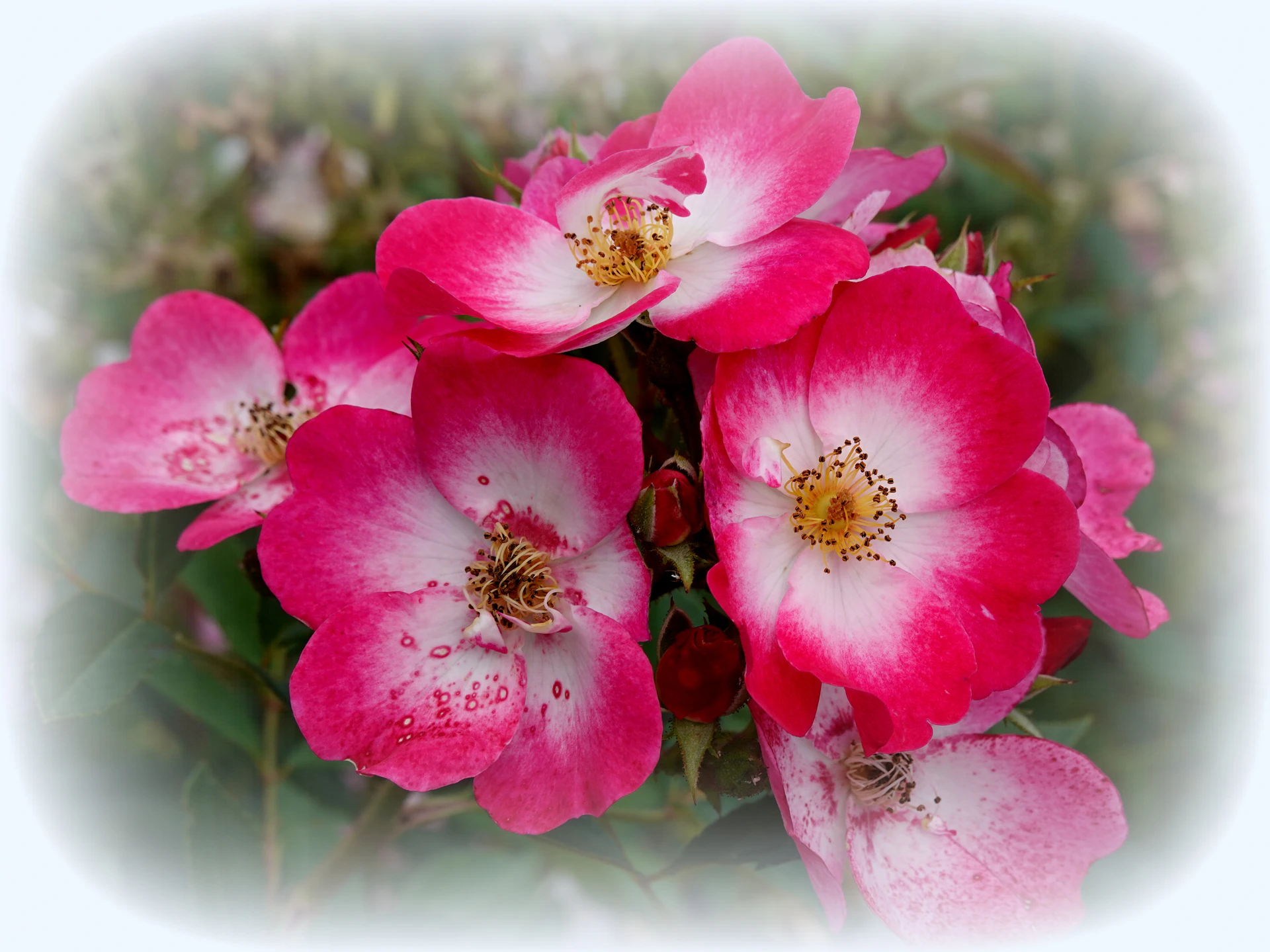 Roses-07.JPG