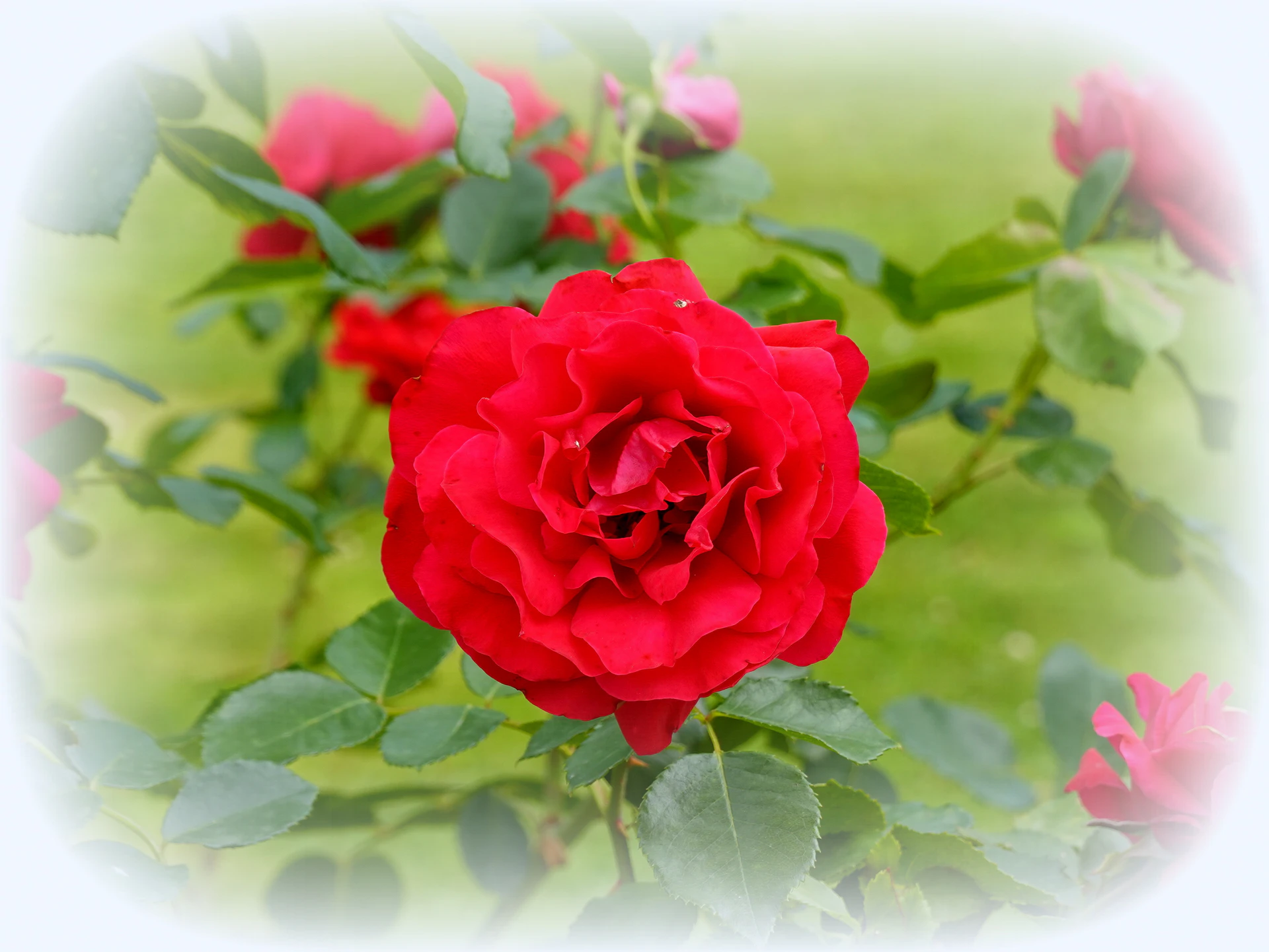 Roses-06.JPG
