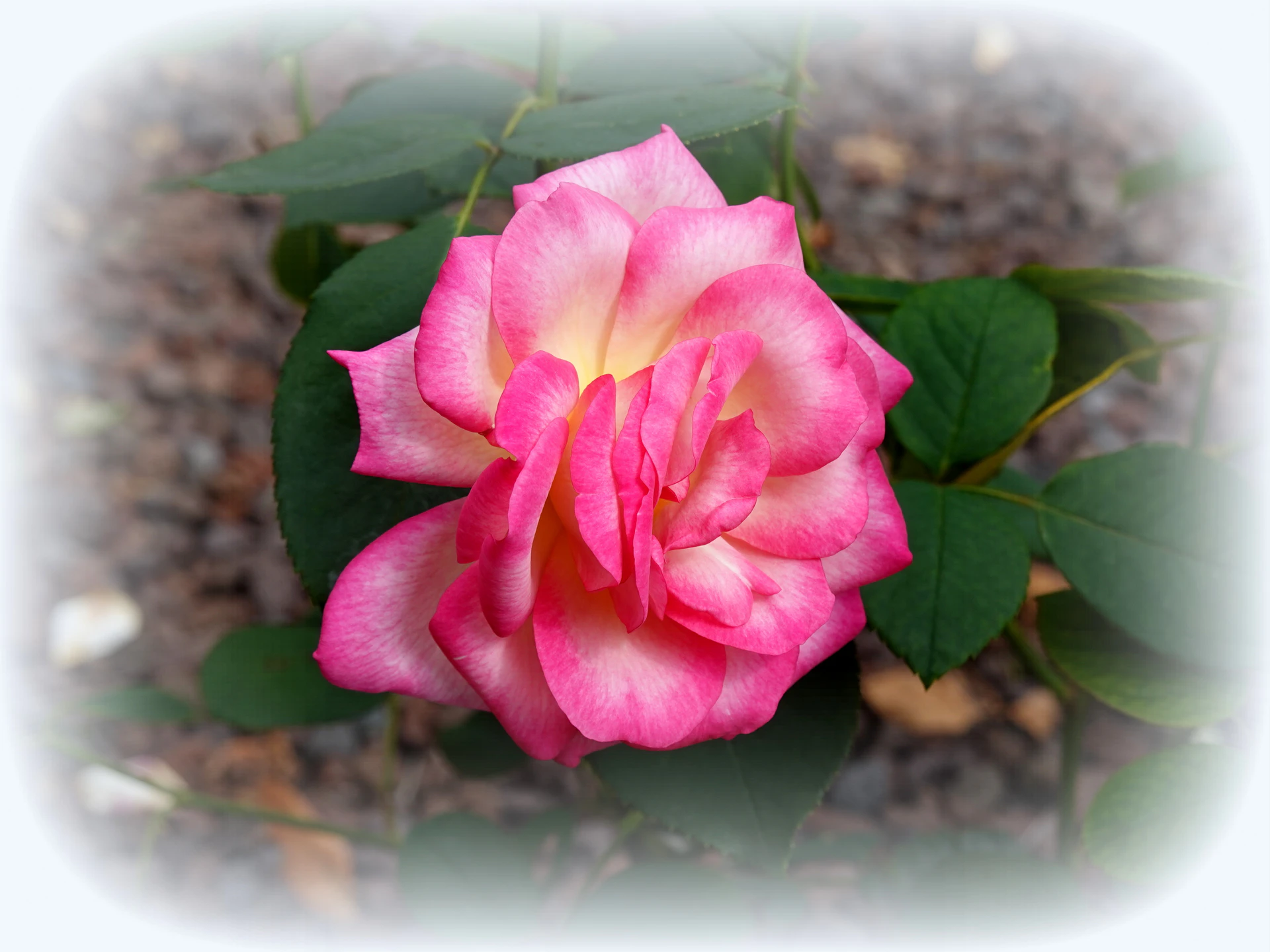Roses-05.JPG