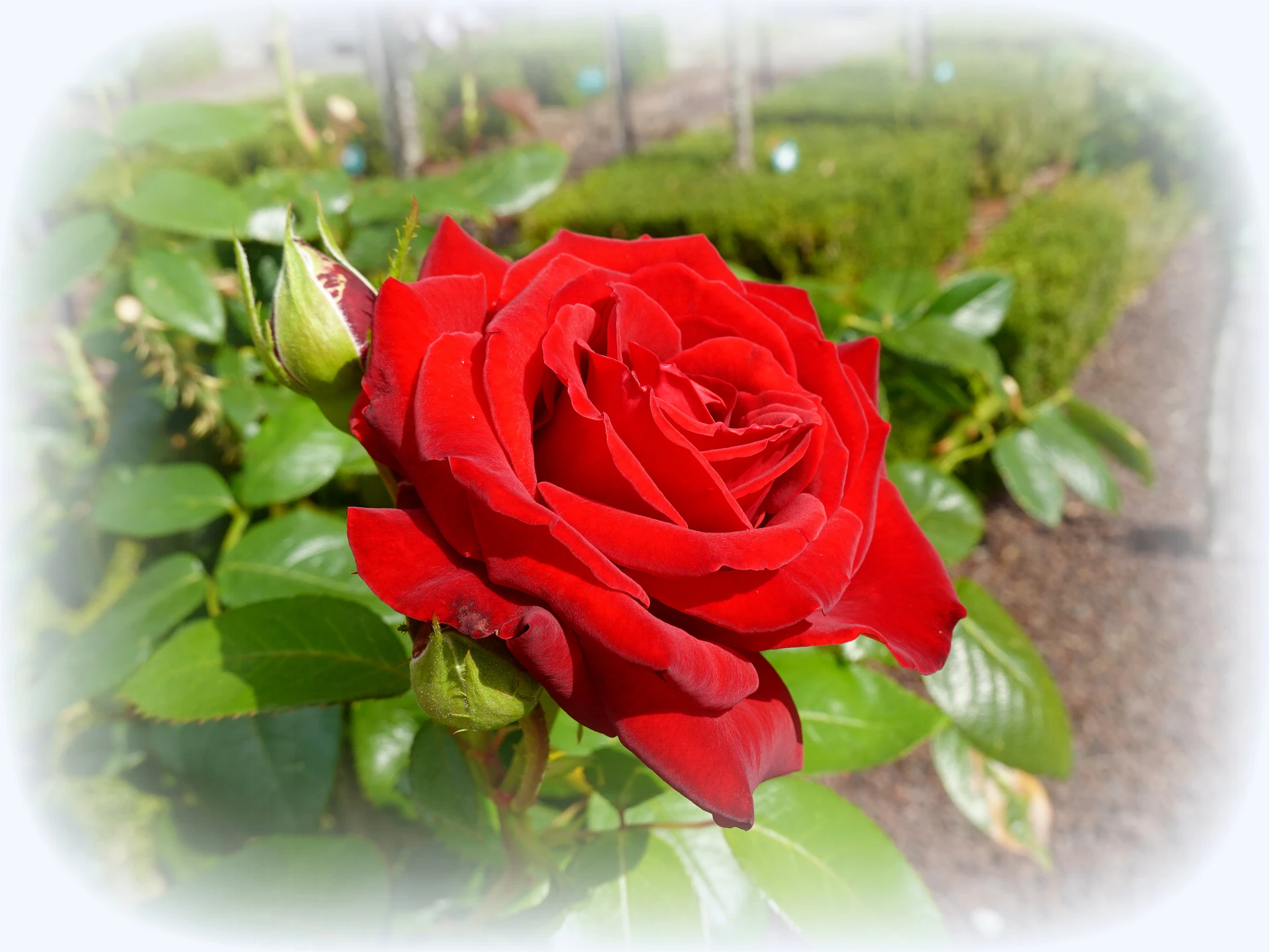Roses-04.JPG