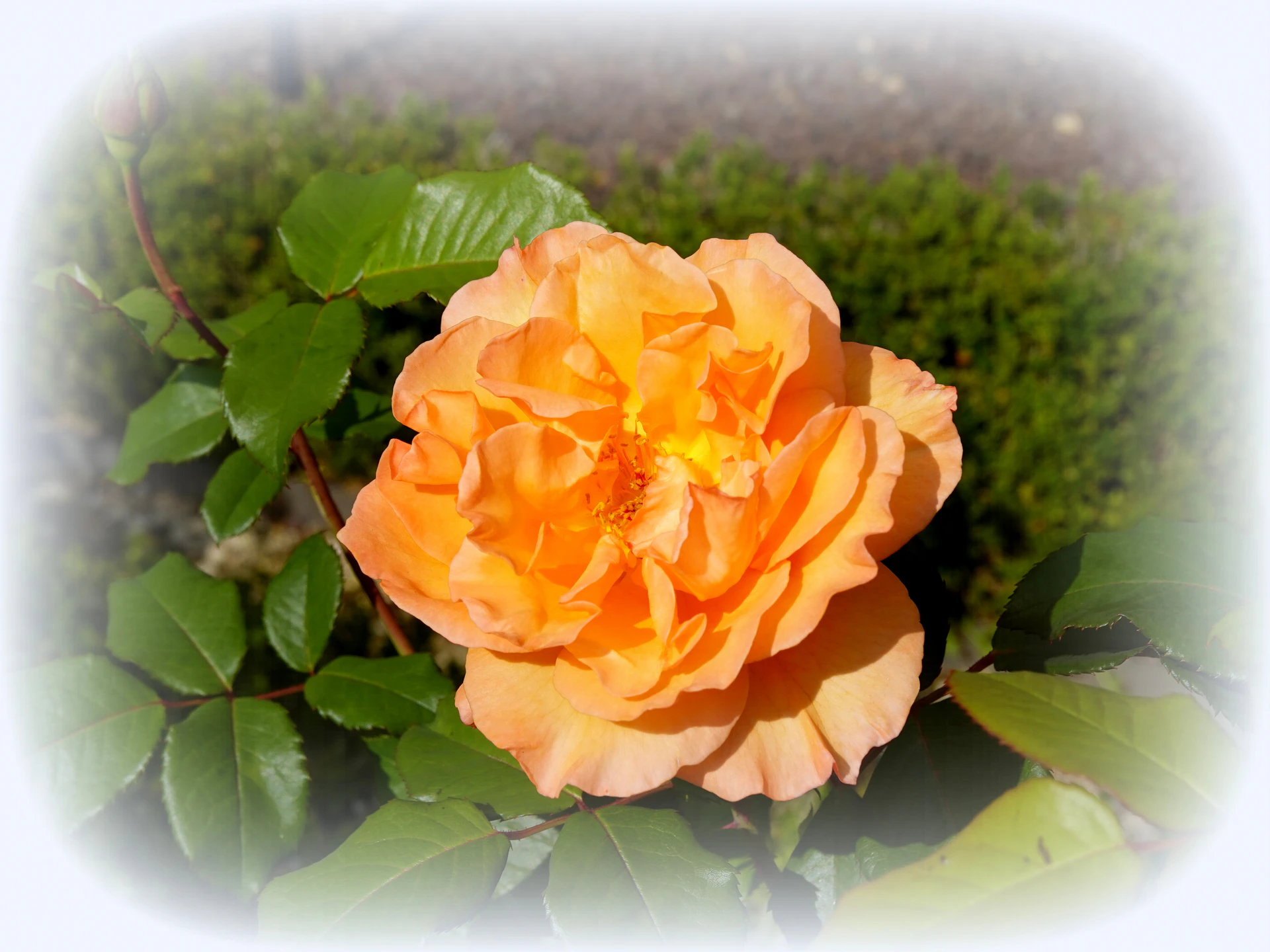 Roses-03.JPG